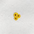 File:Yellowflower2.PNG